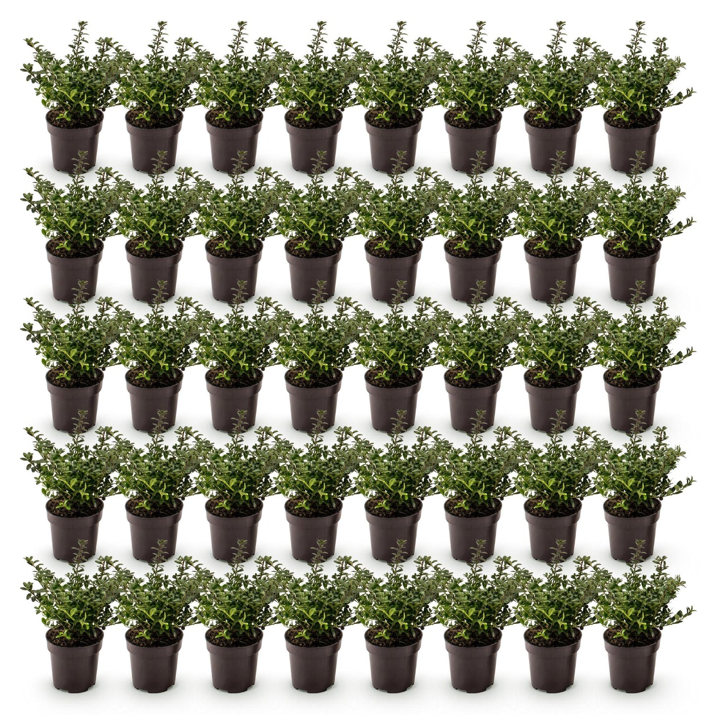 Ilex crenata Stokes : 48 plants de houx japonais en pots de 9cm, feuillage persistant vert foncé, sur un fond blanc uni.