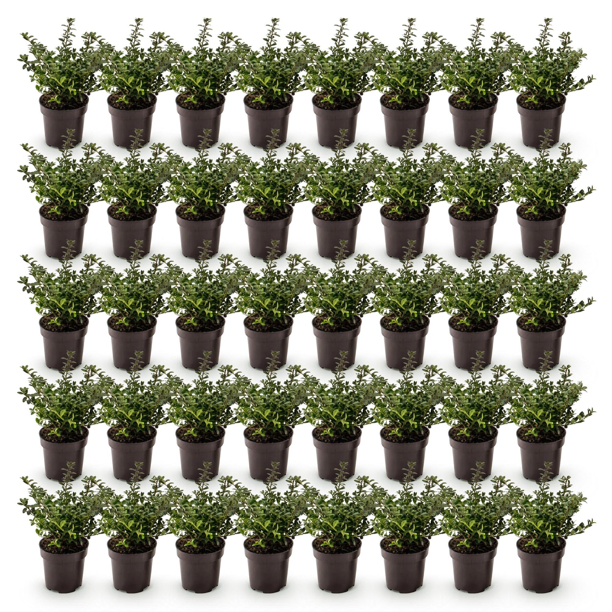 Ilex crenata Stokes : 48 plants de houx japonais en pots de 9cm, feuillage persistant vert foncé, sur un fond blanc uni.