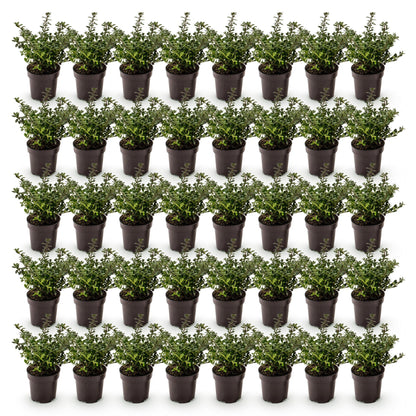 Ilex crenata Stokes : 48 plants de houx japonais en pots de 9cm, feuillage persistant vert foncé, sur un fond blanc uni.