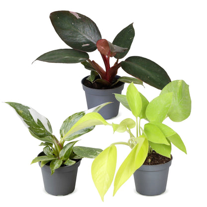 Philodendron panachés en pot de 6 cm, sans cache-pot