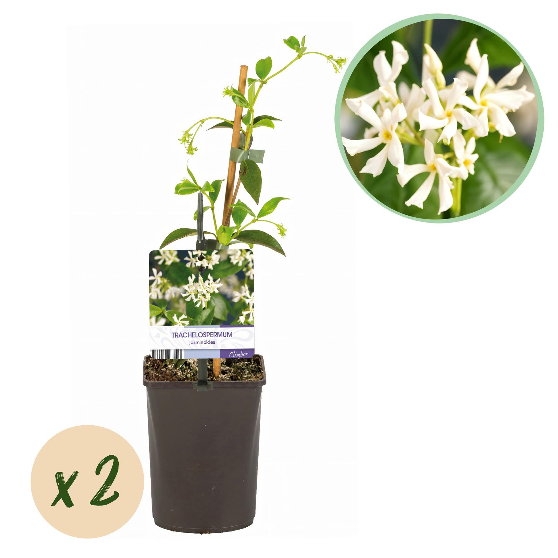 Jasmin étoilé Trachelospermum jasminoides, jeune plant en pot avec tuteur, et bulle 'x2' indiquant le lot, sur fond blanc.