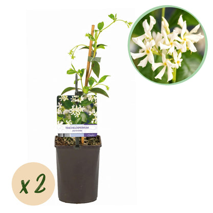 Jasmin étoilé Trachelospermum jasminoides, jeune plant en pot avec tuteur, et bulle 'x2' indiquant le lot, sur fond blanc.