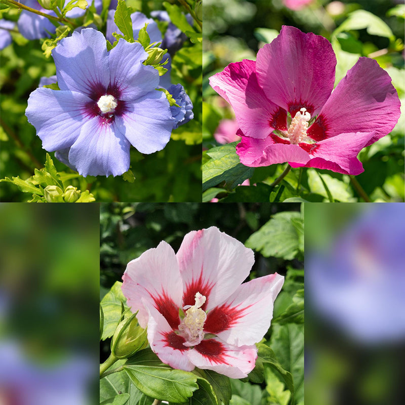 Hibiscus syriacus Tricolour Violettes (Hibiscus syriacus), arbuste fleuri rustique, Pot 19 cm, Hauteur 90 cm