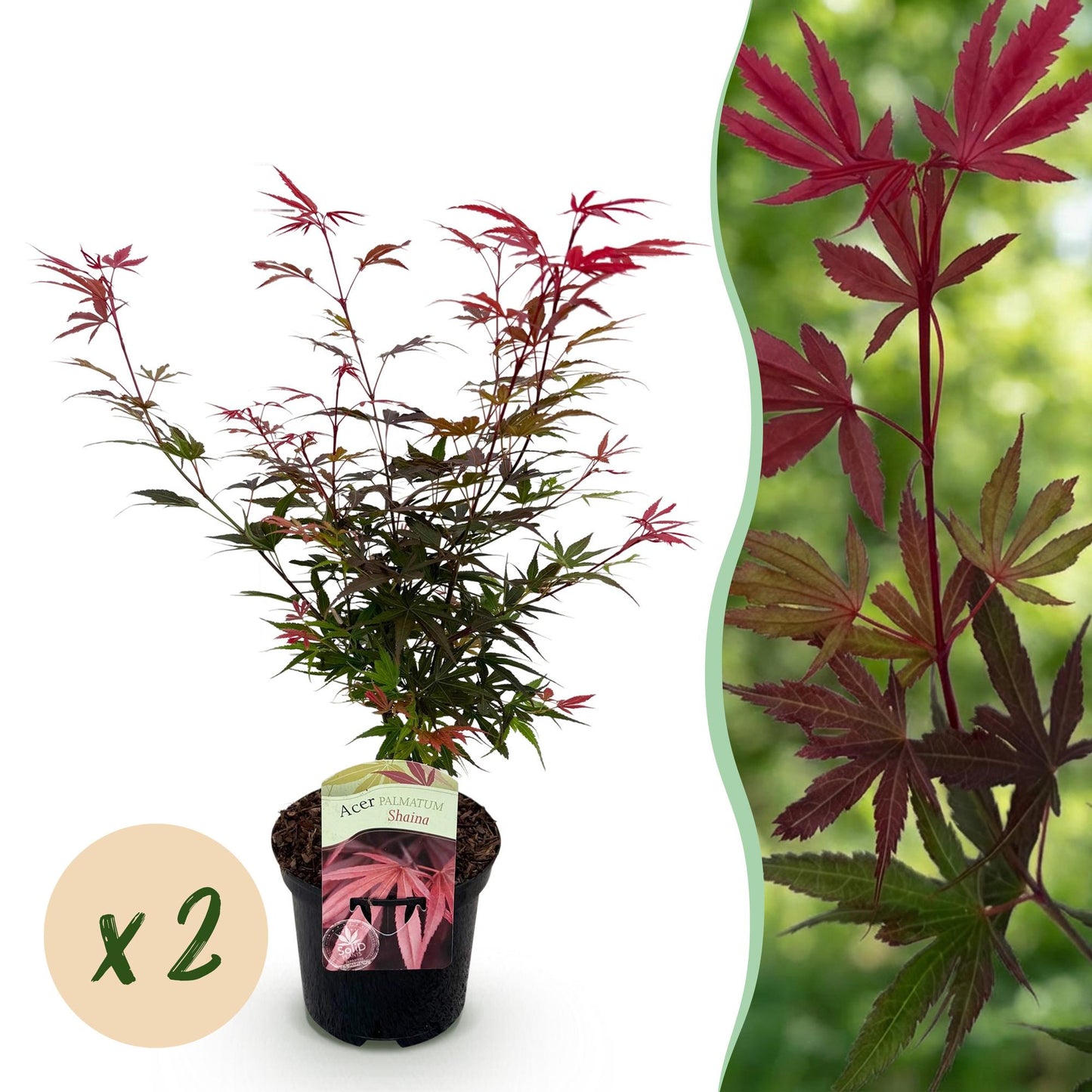 Érable japonais Acer Palmatum Shaina en pot, son feuillage est rouge vif au printemps, puis vert foncé en été, puis il se colore de rouge éc
