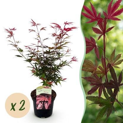 Érable japonais Acer Palmatum Shaina en pot, son feuillage est rouge vif au printemps, puis vert foncé en été, puis il se colore de rouge éc