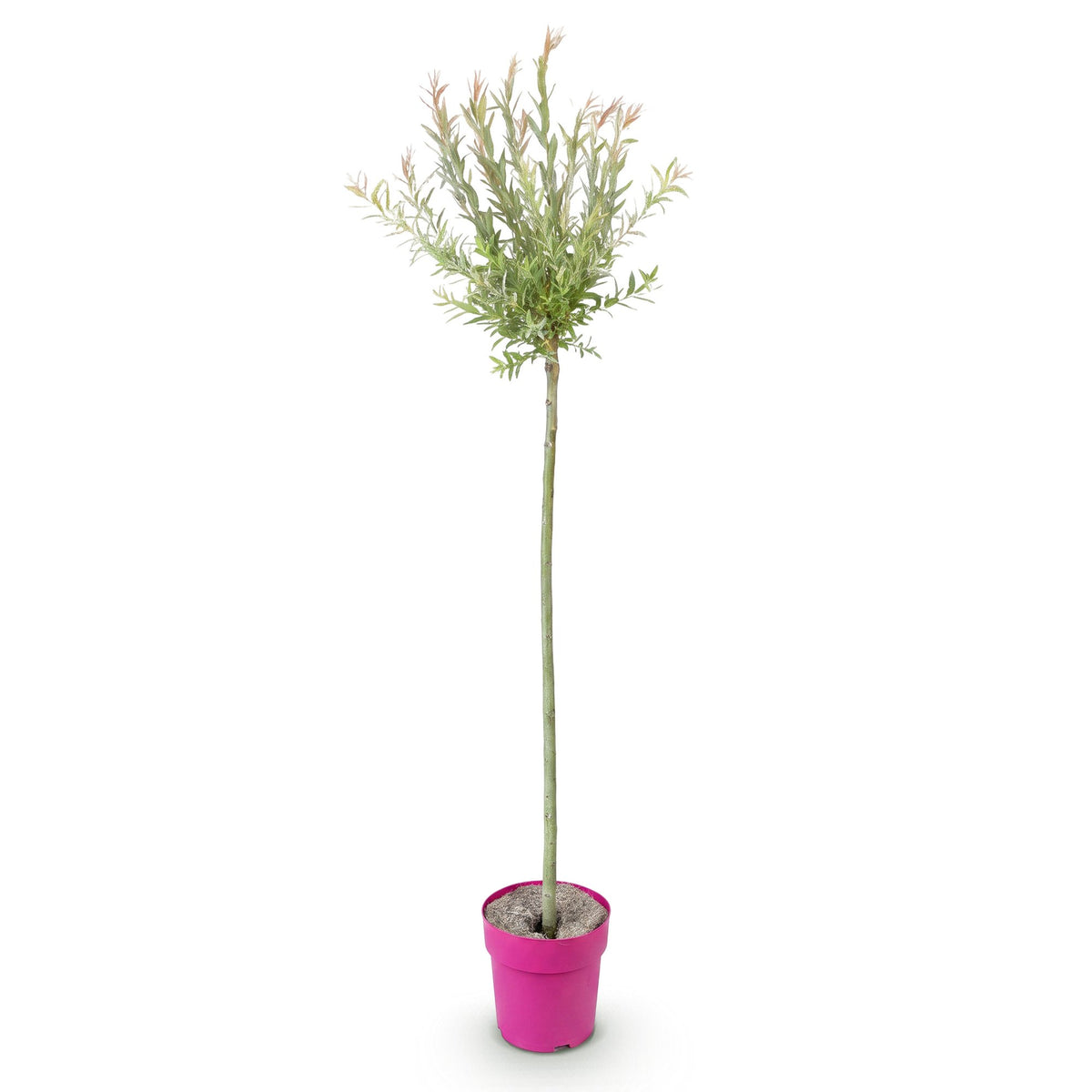 Saule crevette 'Flamingo' - 1 plant en pot de 23 cm