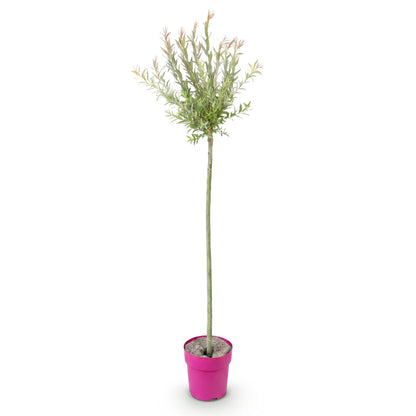 Saule crevette 'Flamingo' - 1 plant en pot de 23 cm