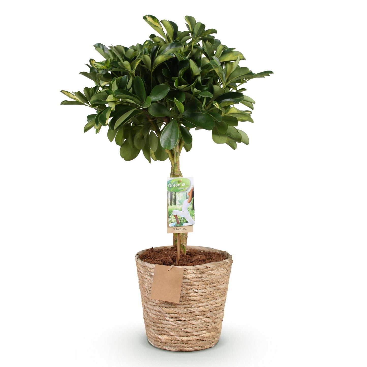 Plantes d'intérieur - Schefflera Gold Capelle - Arbre à doigts - Peu d'entretien - avec panier - Vert - or - 1 Plante - Pot 21cm - Hauteur 70-81cm