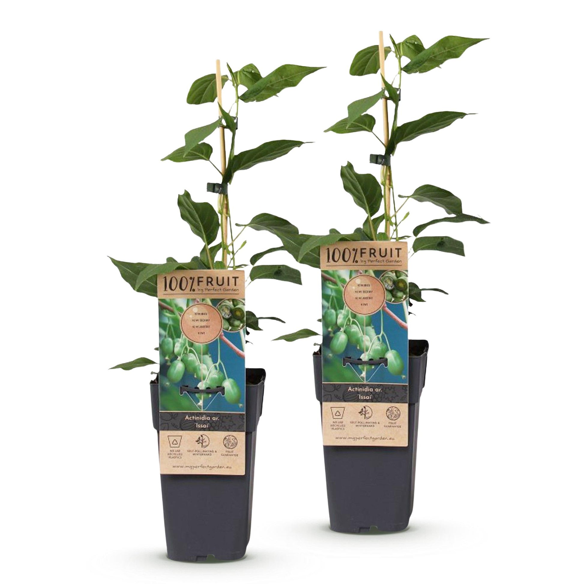 Kiwi Issai : deux jeunes plants avec leurs étiquettes, alignés sur fond blanc uni.