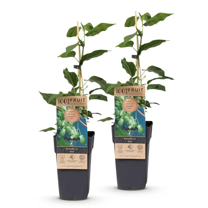 Kiwi Issai : deux jeunes plants avec leurs étiquettes, alignés sur fond blanc uni.