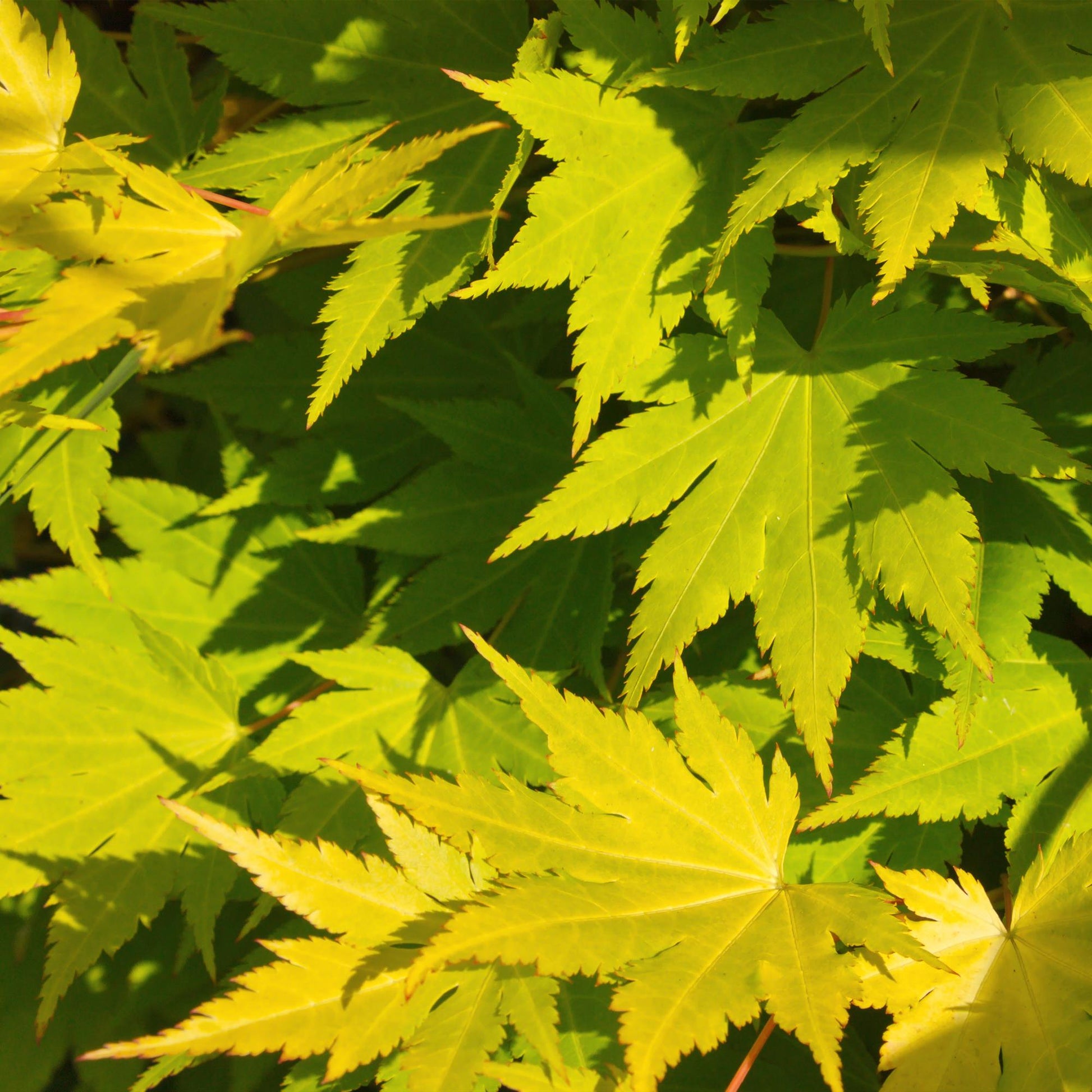 Acer palmatum Jordan, Érable japonais aux feuilles caduques vert chartreuse, en gros plan, illuminées par le soleil.