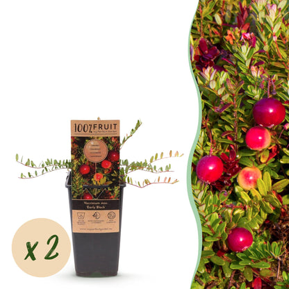 Cranberry Vaccinium mac. Early Black en pot de 15cm, hauteur 50cm, avec une pastille 'x2' indiquant qu'il y a deux plantes. À droite, un gro