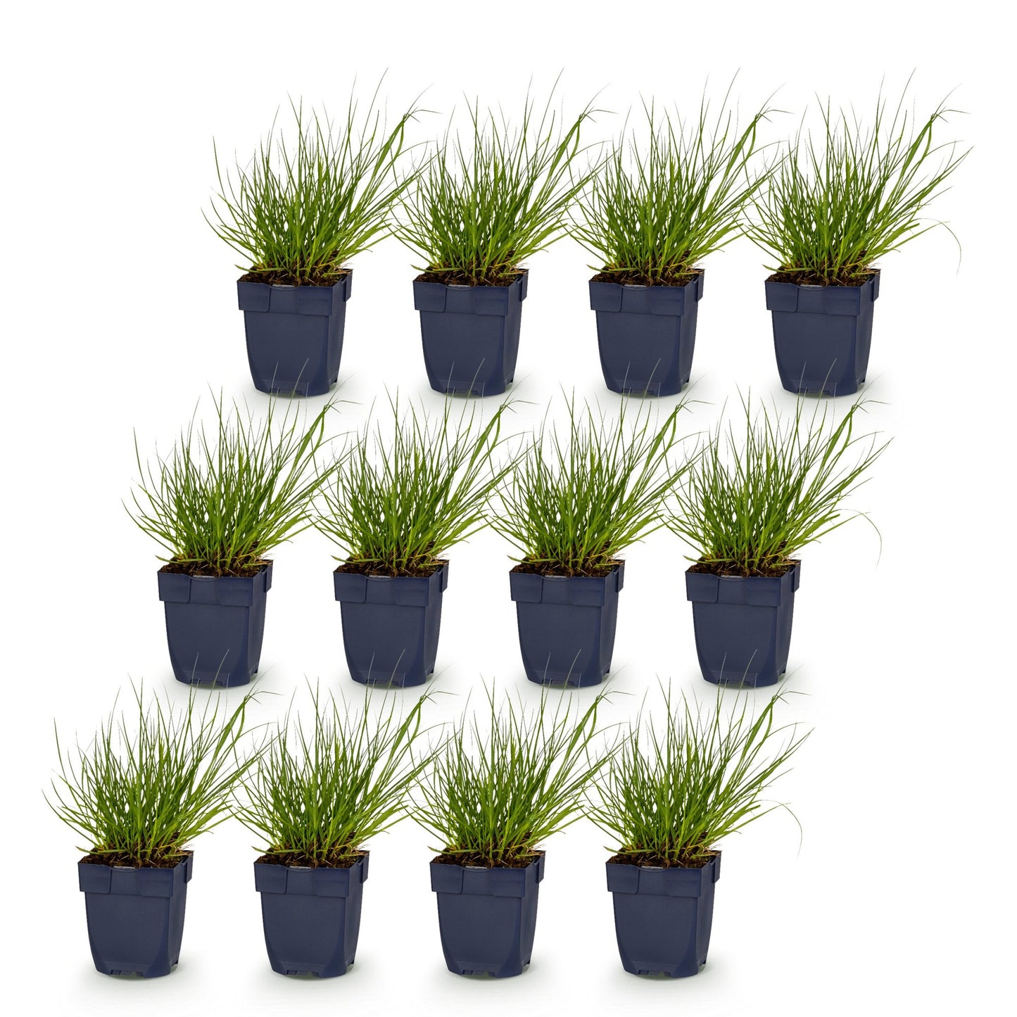 Panicum virg. Northwind, douze jeunes plants d'Herbe des Prairies en pot de 11cm, avec un feuillage vert éclatant sur fond blanc.