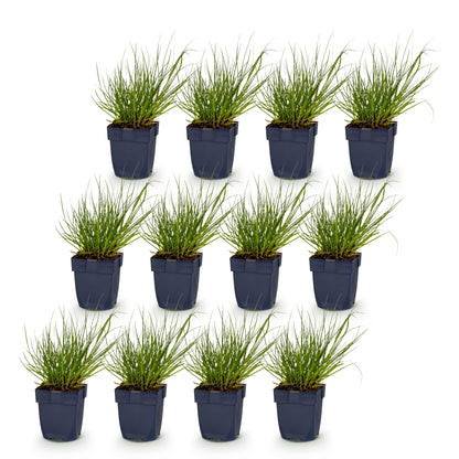 Panicum virg. Northwind, douze jeunes plants d'Herbe des Prairies en pot de 11cm, avec un feuillage vert éclatant sur fond blanc.