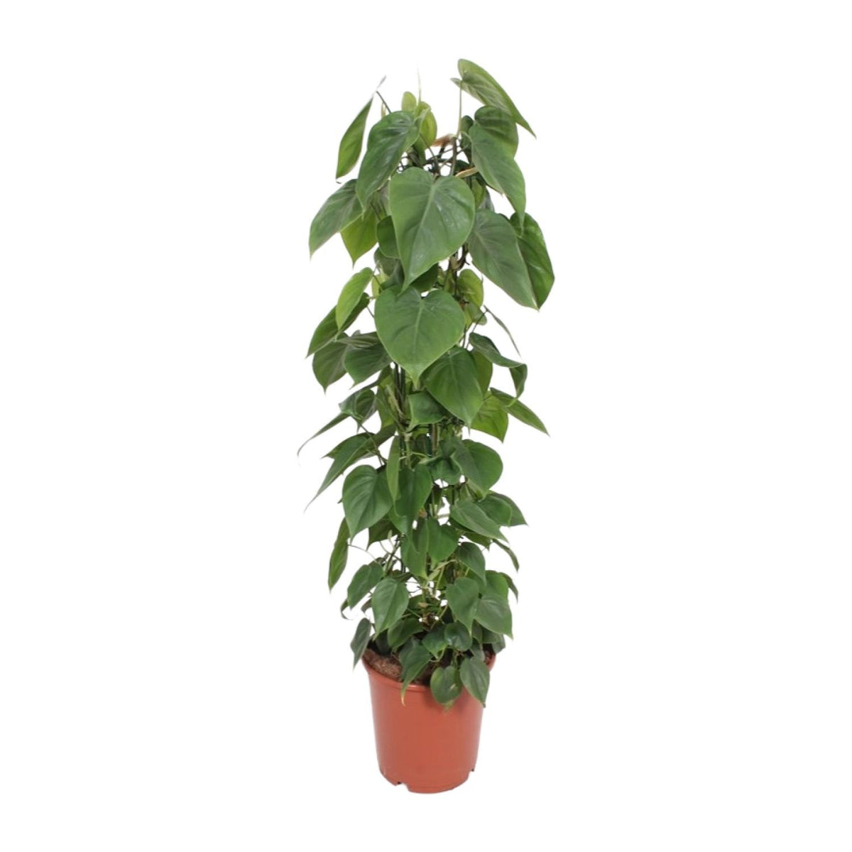 Philodendron scandens en pot de 24 cm, hauteur 120 cm, photographié sur fond blanc