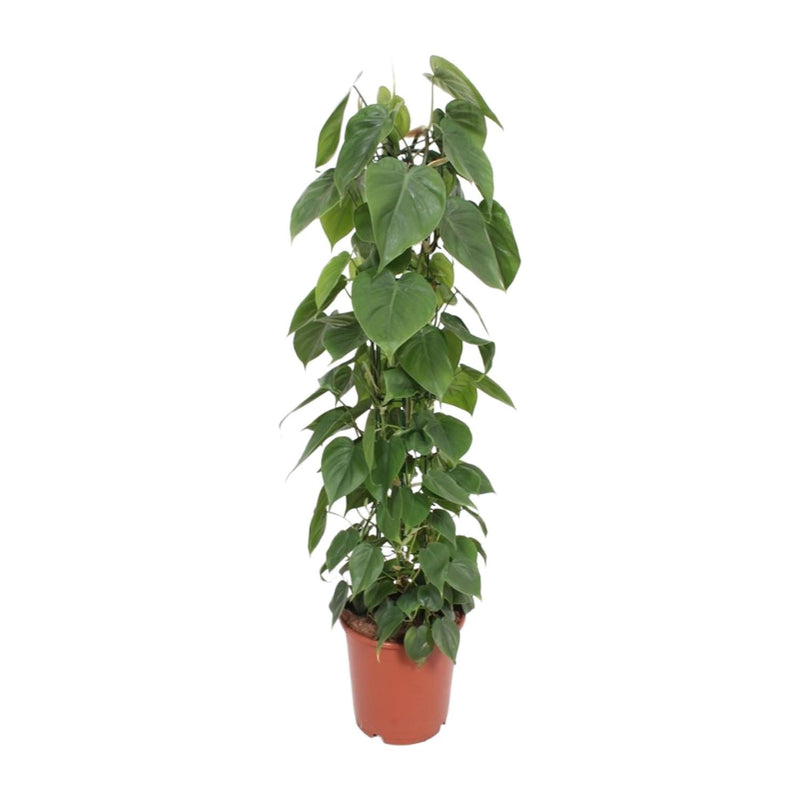 Philodendron hederaceum (scandens) sur tuteur - Philodendron grimpant feuilles en cœur - Pot de 24cm - Hauteur 120cm