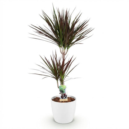 Plantes d'intérieur - Dracaena Magenta - Arbre à sang de dragon - Peu d'entretien - avec Potter Blanc - Rouge - 1 Plante - avec Potter Blanc - Pot 21cm - Hauteur 90-100cm