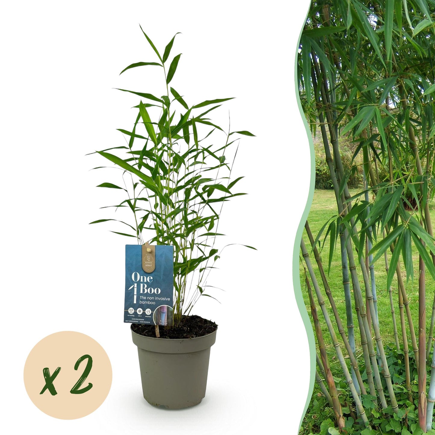 Bambou Fargesia Blue Dragon : un plant en pot sur fond blanc, avec une pastille 'x2' indiquant la quantité du lot. À droite, une haie de bam