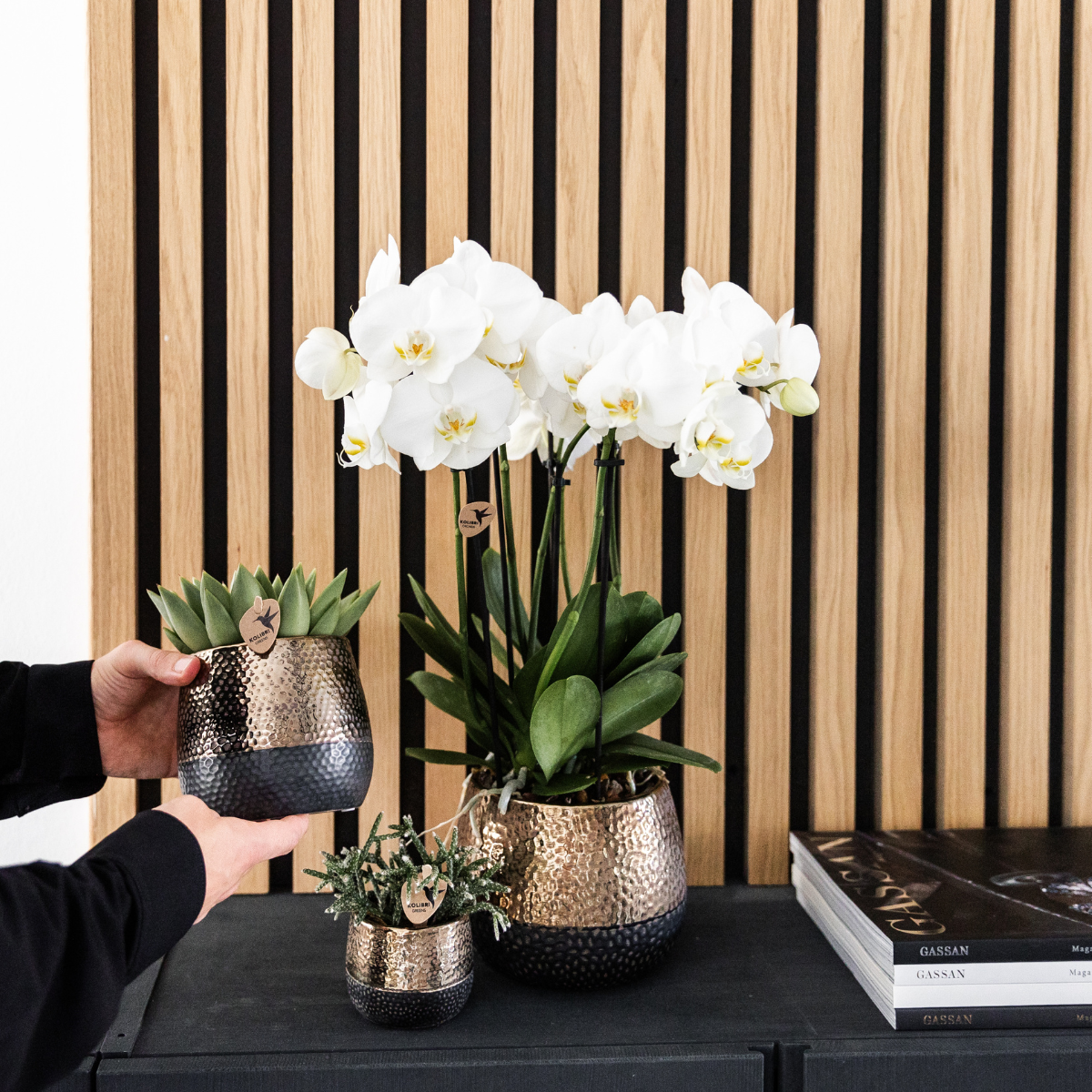 Orchidée Phalaenopsis blanche en pot