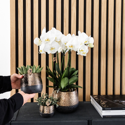 Orchidée Phalaenopsis blanche en pot