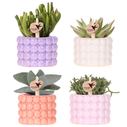 Set de plantes Poppy Mix - 4 plantes vertes en cache-pots Poppy Ø6 cm