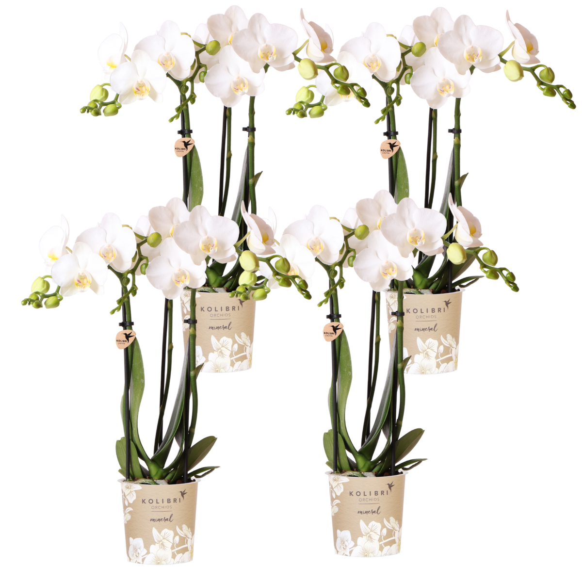 Lot de 2 ou 4 orchidées blanches Phalaenopsis 'Amabilis' - Pot 9 cm - 4 orchidées