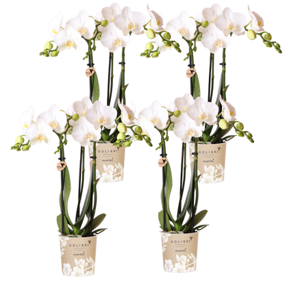 Lot de 2 ou 4 orchidées blanches Phalaenopsis 'Amabilis' - Pot 9 cm - 4 orchidées