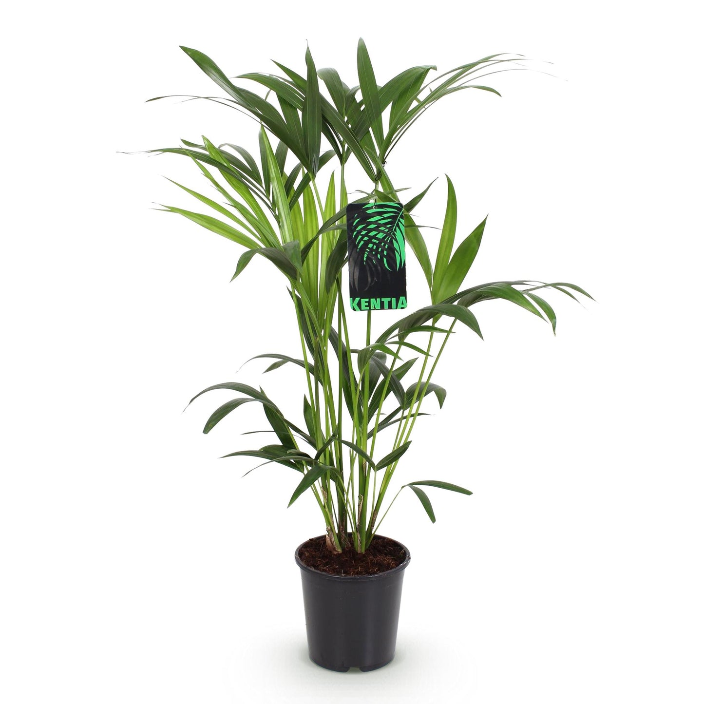 Plante d'intérieur - Howea Forsteriana - Palmier Kentia - Peu d'entretien - Vert - 1 plante - Pot 19cm - Hauteur 80-85cm
