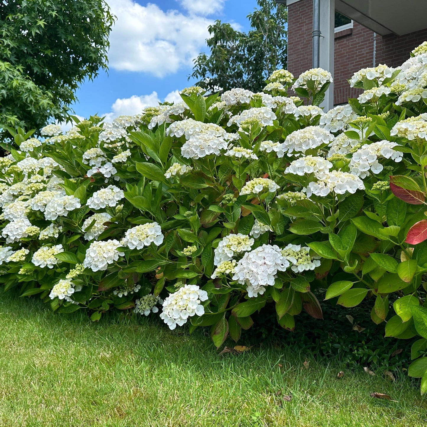 Hortensia de jardin (Hydrangea macrophylla), arbuste fleuri rustique, Pot 17 cm, Hauteur 30 cm