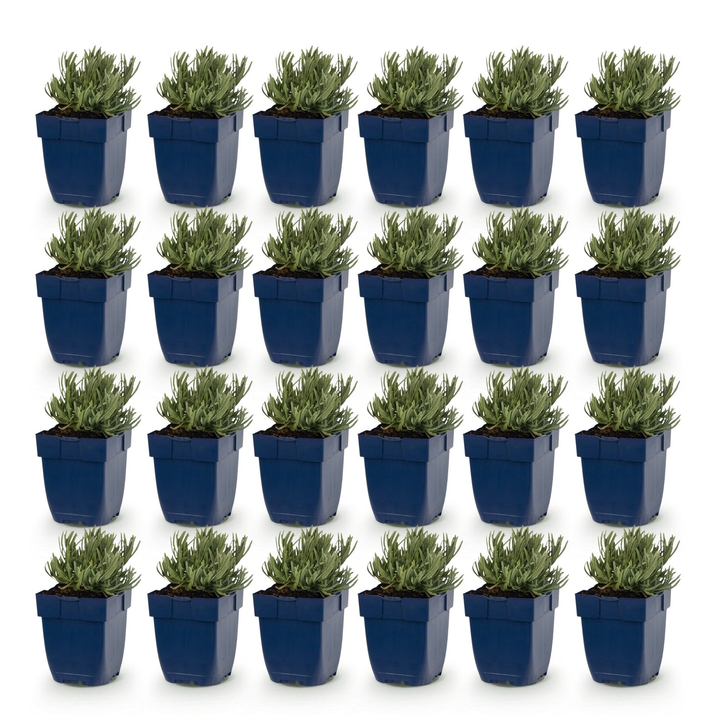 Lavande Dwarf Blue. Vingt-quatre plants de lavande en pots bleus, alignés sur un fond blanc uni, pour un lot vendu.