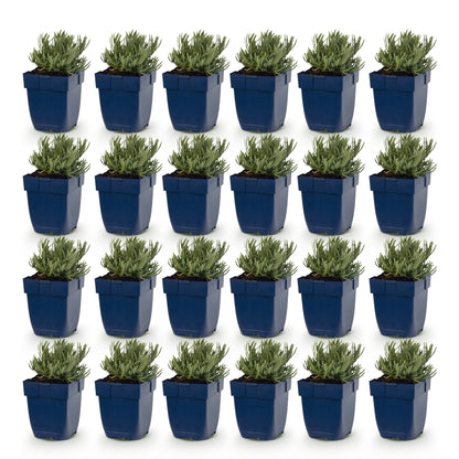 Lavande Dwarf Blue. Vingt-quatre plants de lavande en pots bleus, alignés sur un fond blanc uni, pour un lot vendu.