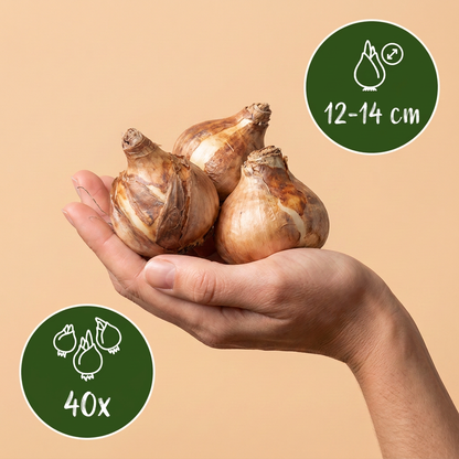Bulbes de Narcisse des poetes tenus dans une main, calibre 12/14, lot de 40 bulbes
