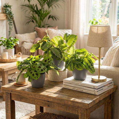 Plante d'intérieur - Marantha Silverband, Marantha Lemon Lime Marantha Kerchoveana - Plante à prière - Plante amie des animaux - Vert - 3 Plantes - avec Pot Gris - Pot 12cm - Hauteur 25cm