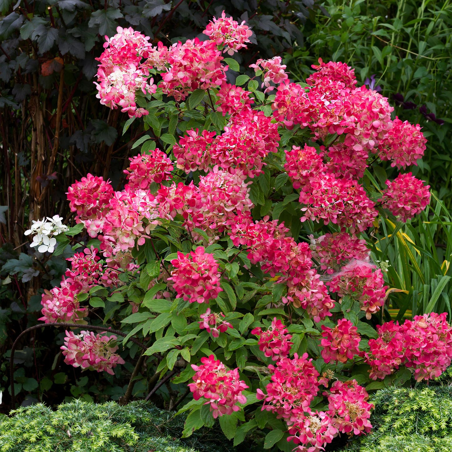 Hortensia Hydrangea paniculata Pink Diamond, un arbuste luxuriant avec de grandes fleurs roses et blanches en pleine floraison dans un jardi
