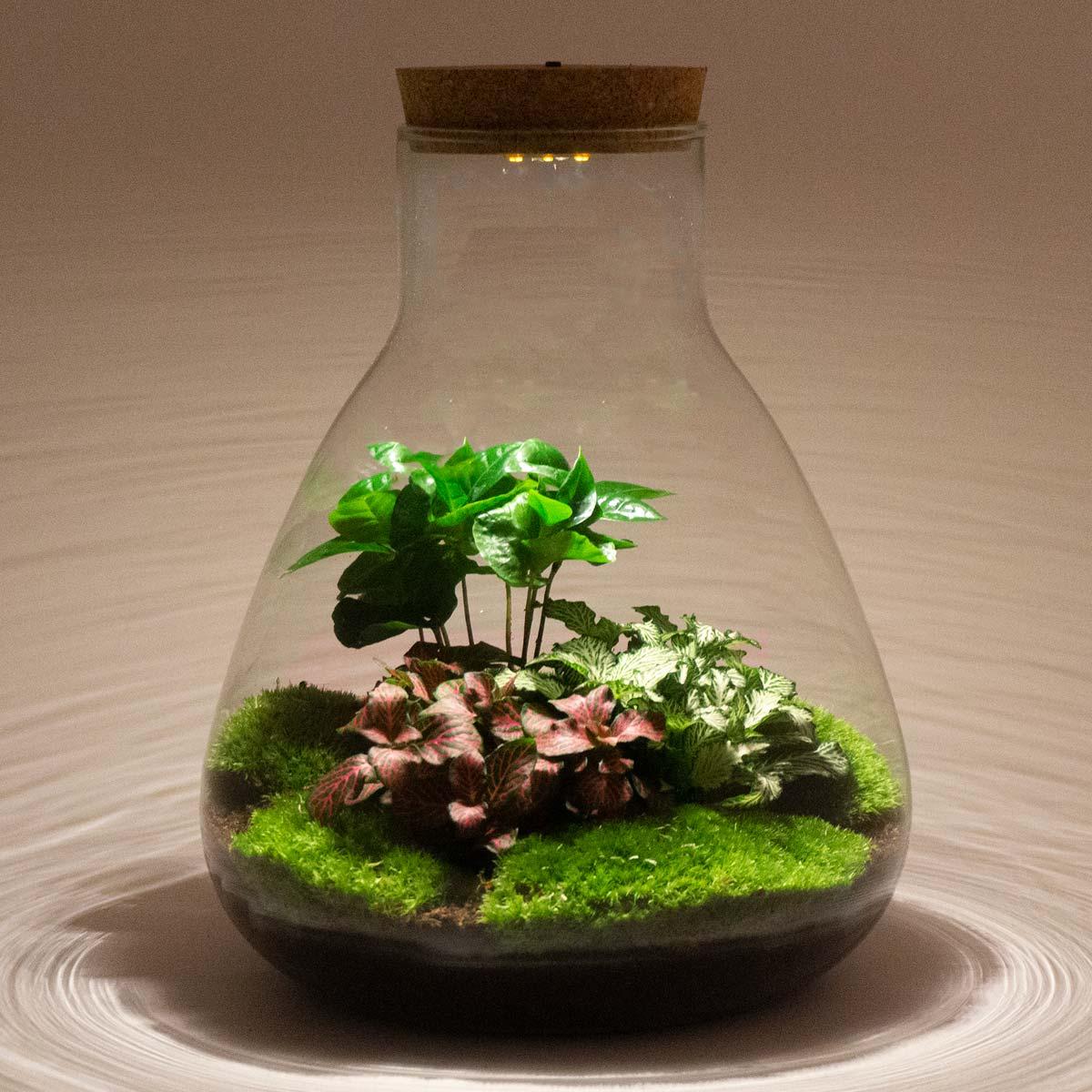 Kit terrarium lumineux Calathea et Fittonia, bocal Erlenmeyer à bouchon LED, hauteur 30 cm
