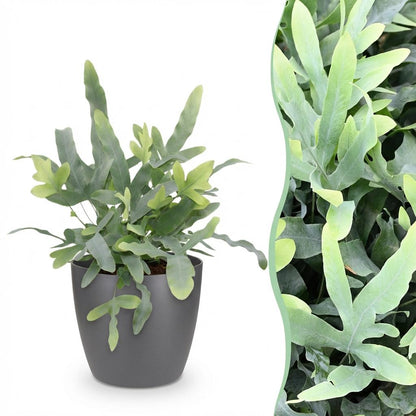 Phlebodium aureum Blue Star fougère bleue plante d'intérieur en pot 12cm avec cache-pot panier, frondes bleutées