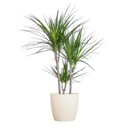 Dracaena Marginta avec Potter Blanc - 95cm - Ø21