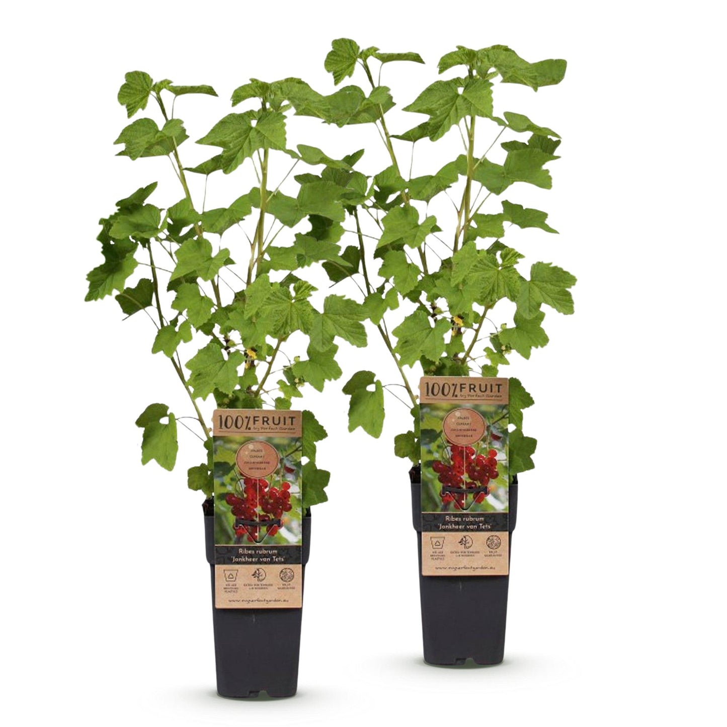 Ribes rubrum 'Jonkheer van Tets', 2 plants de groseilliers rouges en pot avec leurs étiquettes, sur fond blanc.