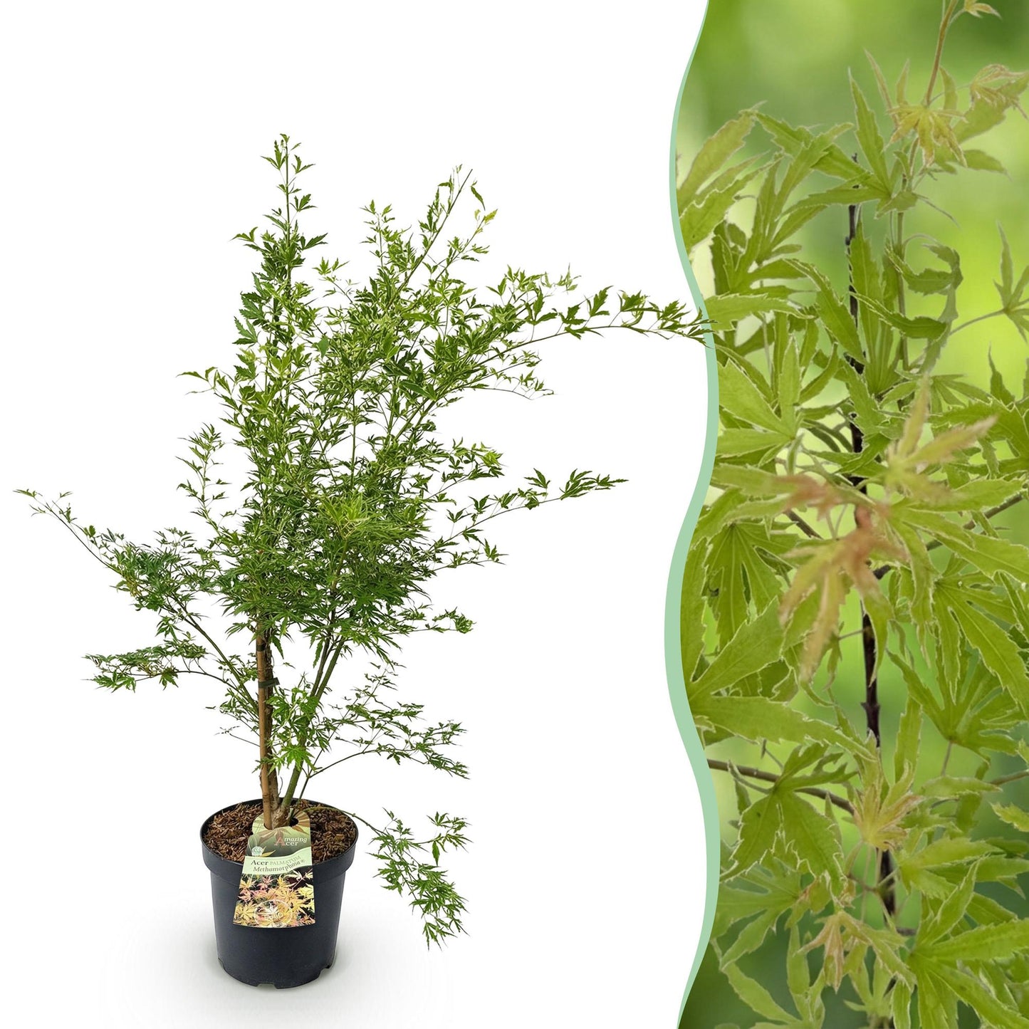 Acer palmatum Methamorphosa, jeune érable japonais en pot sur fond blanc, juxtaposé à un gros plan de son feuillage vert panaché.