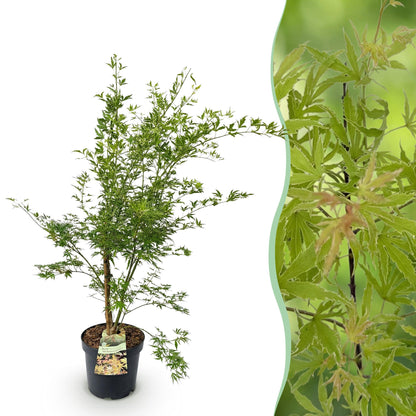Acer palmatum Methamorphosa, jeune érable japonais en pot sur fond blanc, juxtaposé à un gros plan de son feuillage vert panaché.
