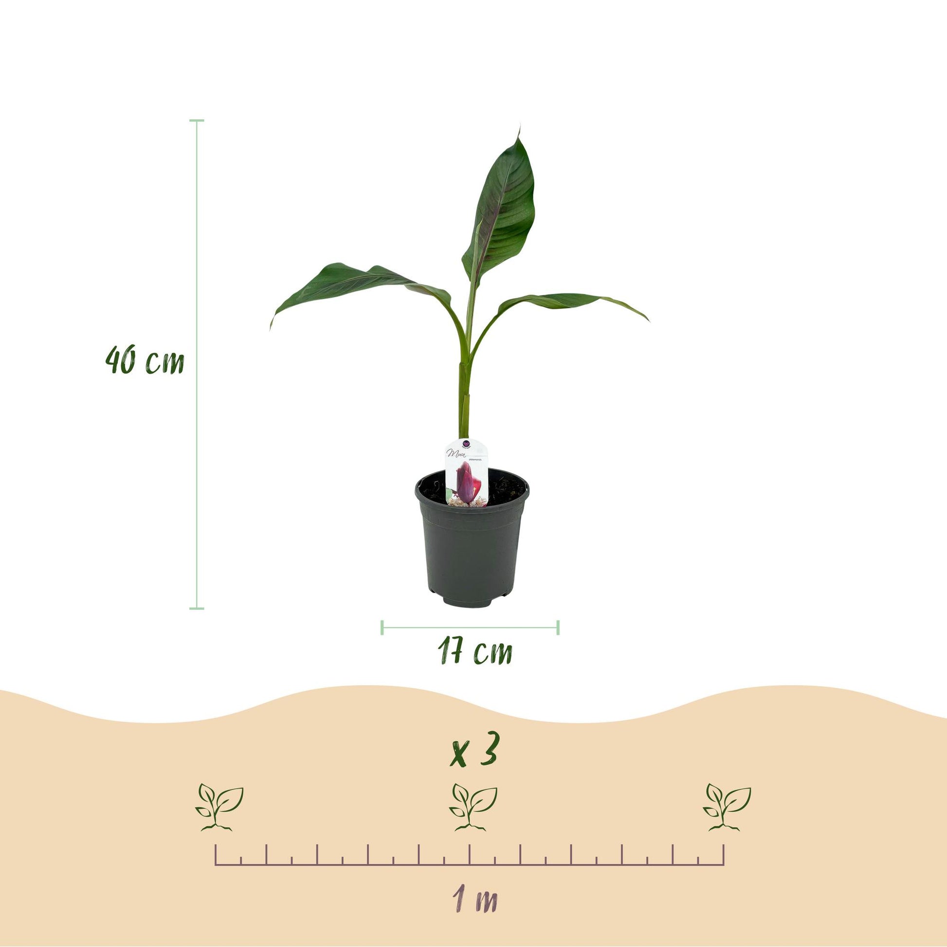 Musa sikkemensis Red Tiger : schéma des dimensions (40 cm de haut, pot de 17 cm) et espacement de 1 m pour planter 3 pieds.