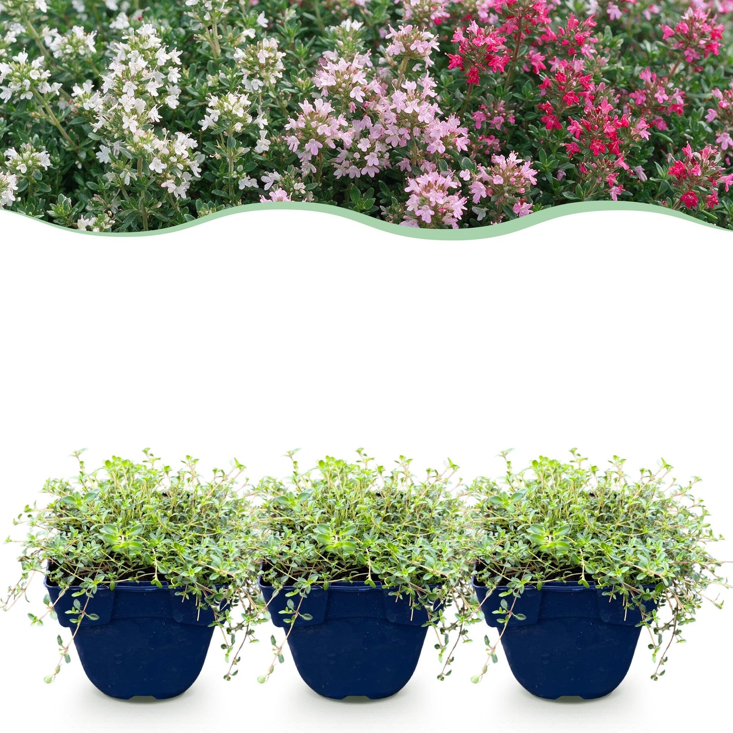 Thymus Tricolour, jeune plant en pot en bas et haie de thyms fleuris de différentes couleurs (rose, blanc) en arrière-plan au-dessus.