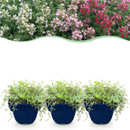 Thymus Tricolour, jeune plant en pot en bas et haie de thyms fleuris de différentes couleurs (rose, blanc) en arrière-plan au-dessus.