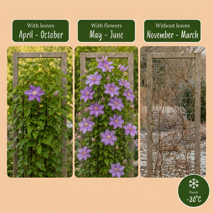 Clématite 'Justa' (Clematis) - grimpante à grandes fleurs bleu clair