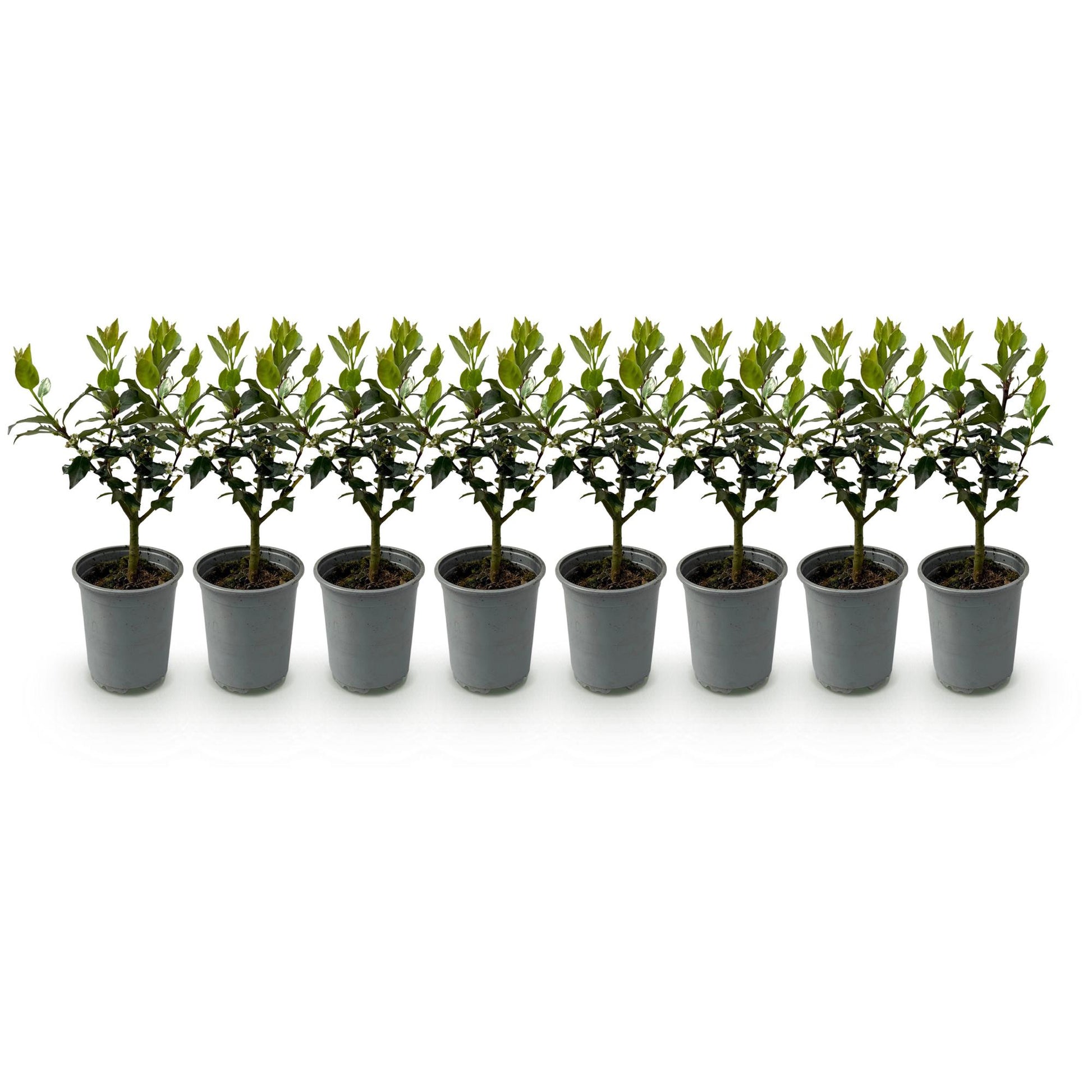 Ilex Blue Maid. Huit jeunes plants en pot gris alignés sur fond blanc. Feuillage vert brillant, idéal pour haie persistante.