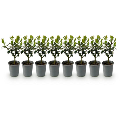 Ilex Blue Maid. Huit jeunes plants en pot gris alignés sur fond blanc. Feuillage vert brillant, idéal pour haie persistante.