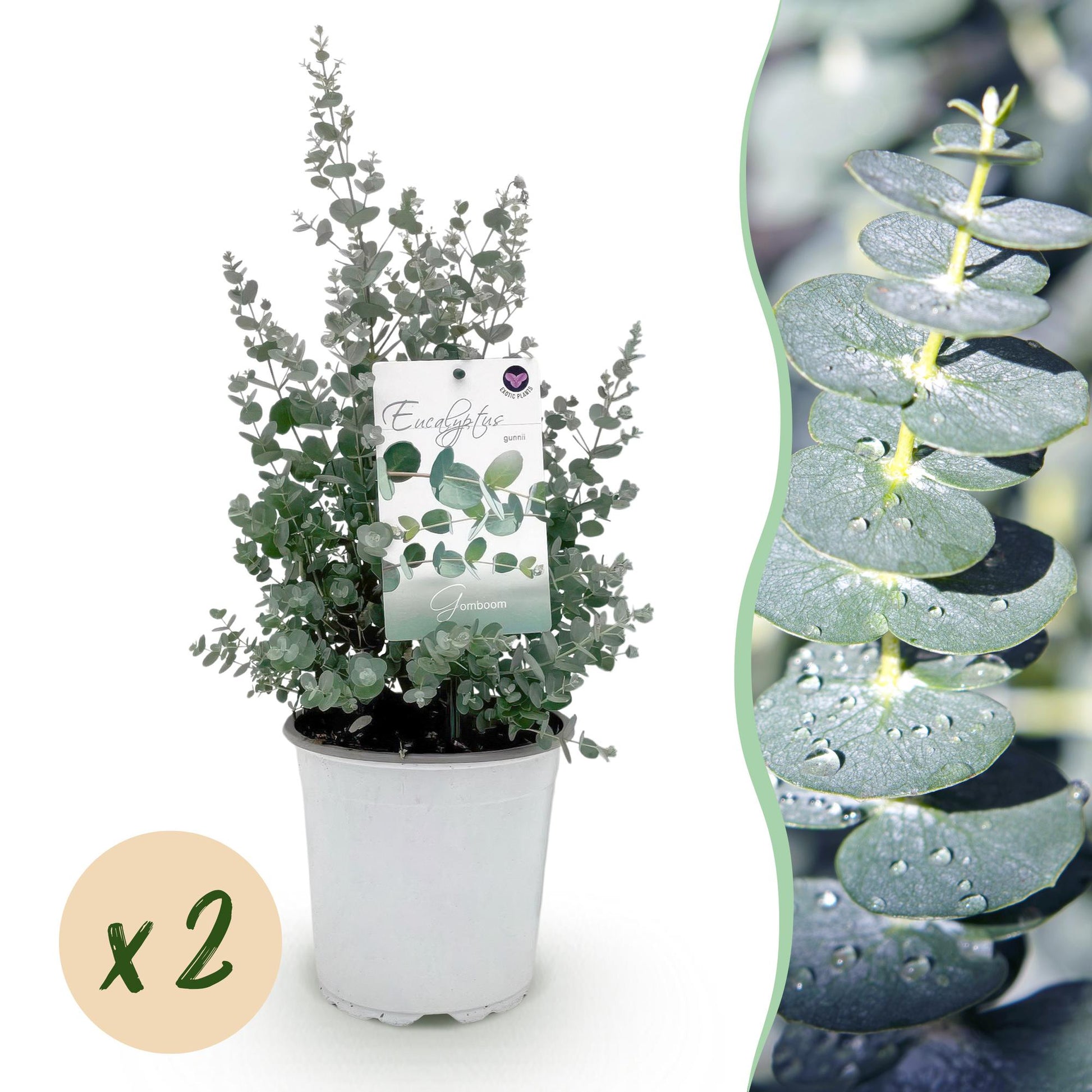 Eucalyptus gunnii en pot, avec une pastille 'x2' indiquant le lot de deux plantes, et un gros plan du feuillage perlé de rosée.