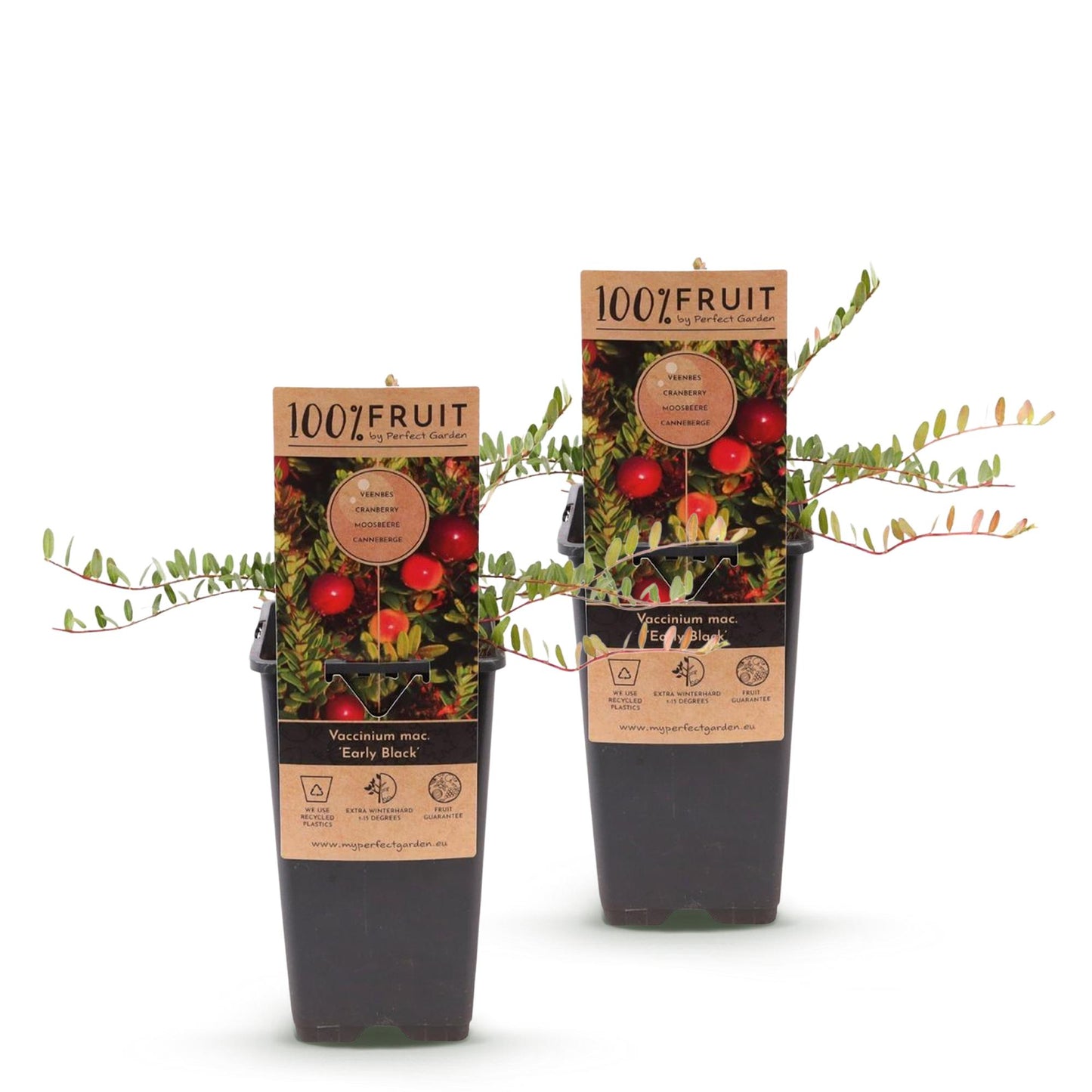 Vaccinium mac. Early Black - Cranberry. Deux jeunes plants en pot sur fond blanc, prêts à être plantés pour une récolte de délicieuses baies