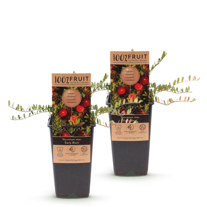 Vaccinium mac. Early Black - Cranberry. Deux jeunes plants en pot sur fond blanc, prêts à être plantés pour une récolte de délicieuses baies