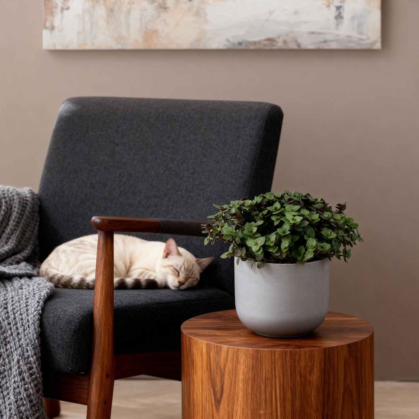 Une Calissia repens avec de petites feuilles rondes vert foncé dans un pot gris sur une table basse en bois, un chat dort sur un fauteuil à